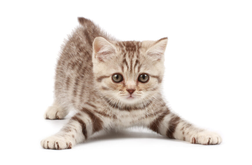 Odčervení koček – vše co potřebujete vědět