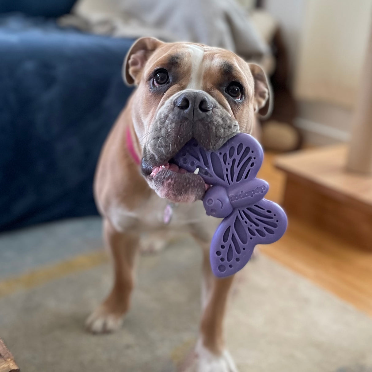 SodaPup Nylonový motýl, kousací - fialový