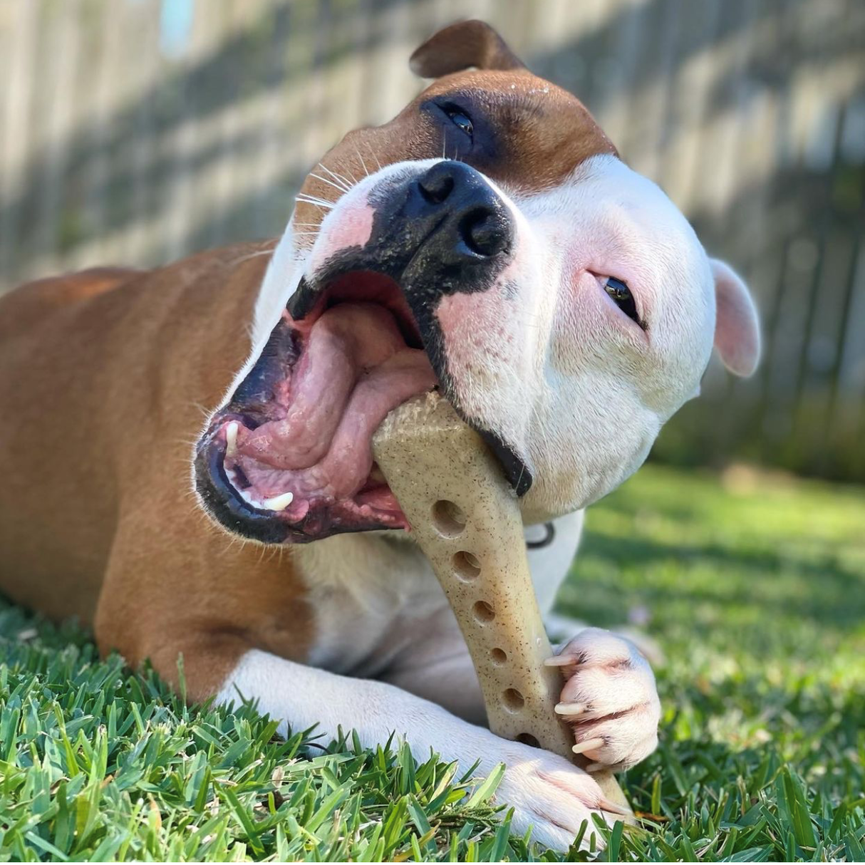 SodaPup MOD bone, odolná žvýkací hračka, L 19,1 x 4,4 cm