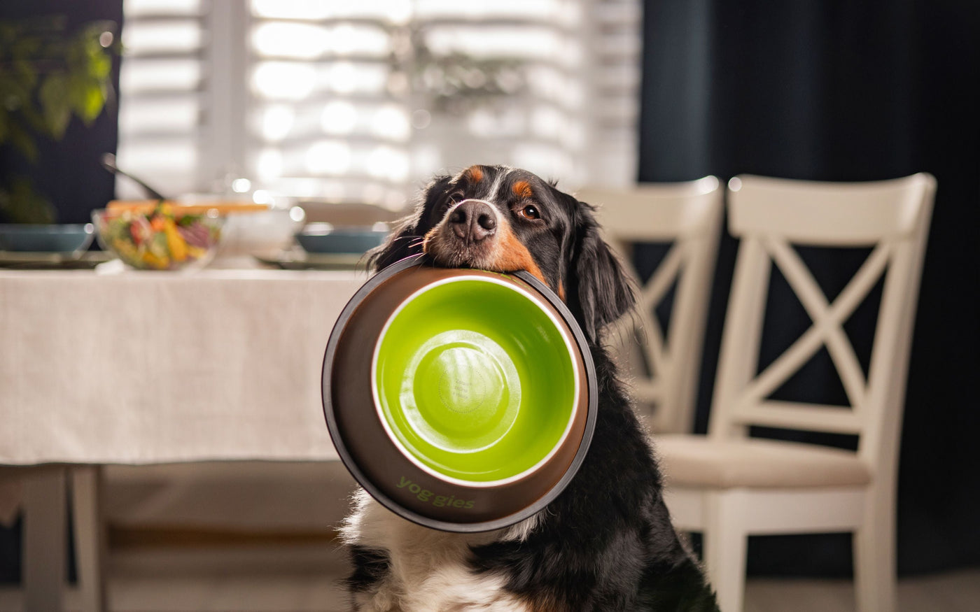 Berňák s miskou Yoggies