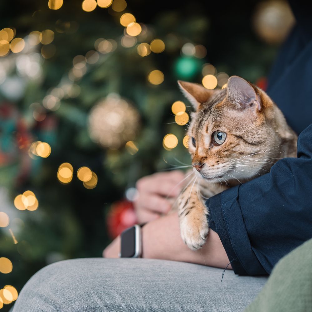 Vánoční taška pod stromeček pro kočku