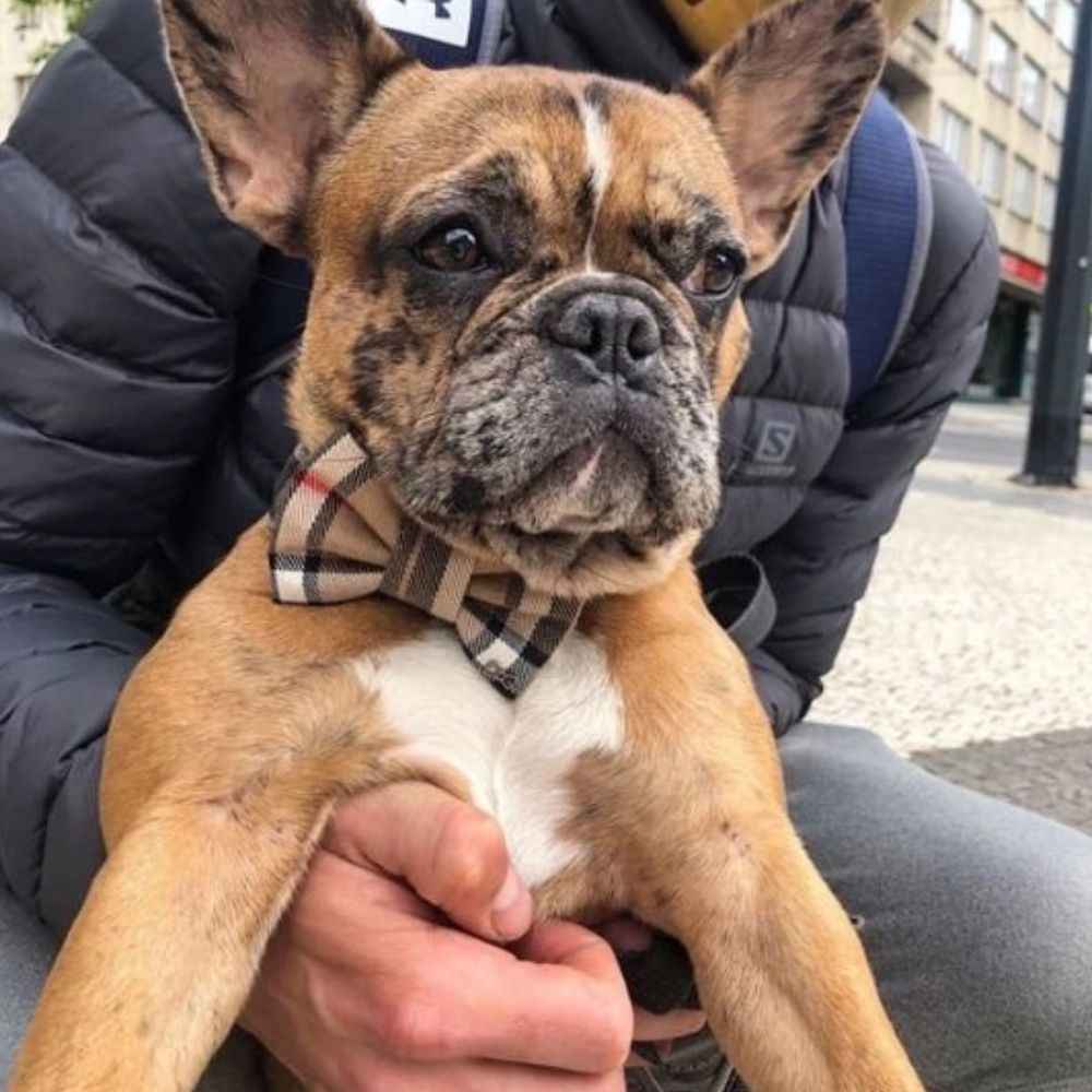 Burberry motýlek pro psa