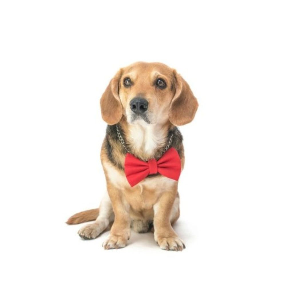 Červený motýlek pro psa