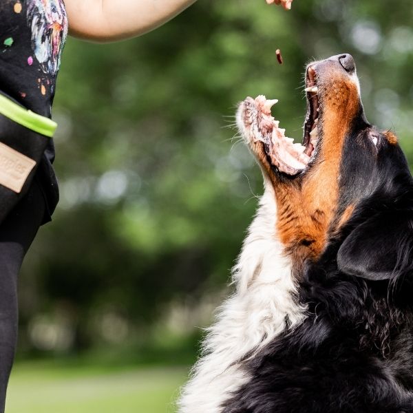 Yoggies Mrazem sušené vepřové maso (lyofilizované) 85 g