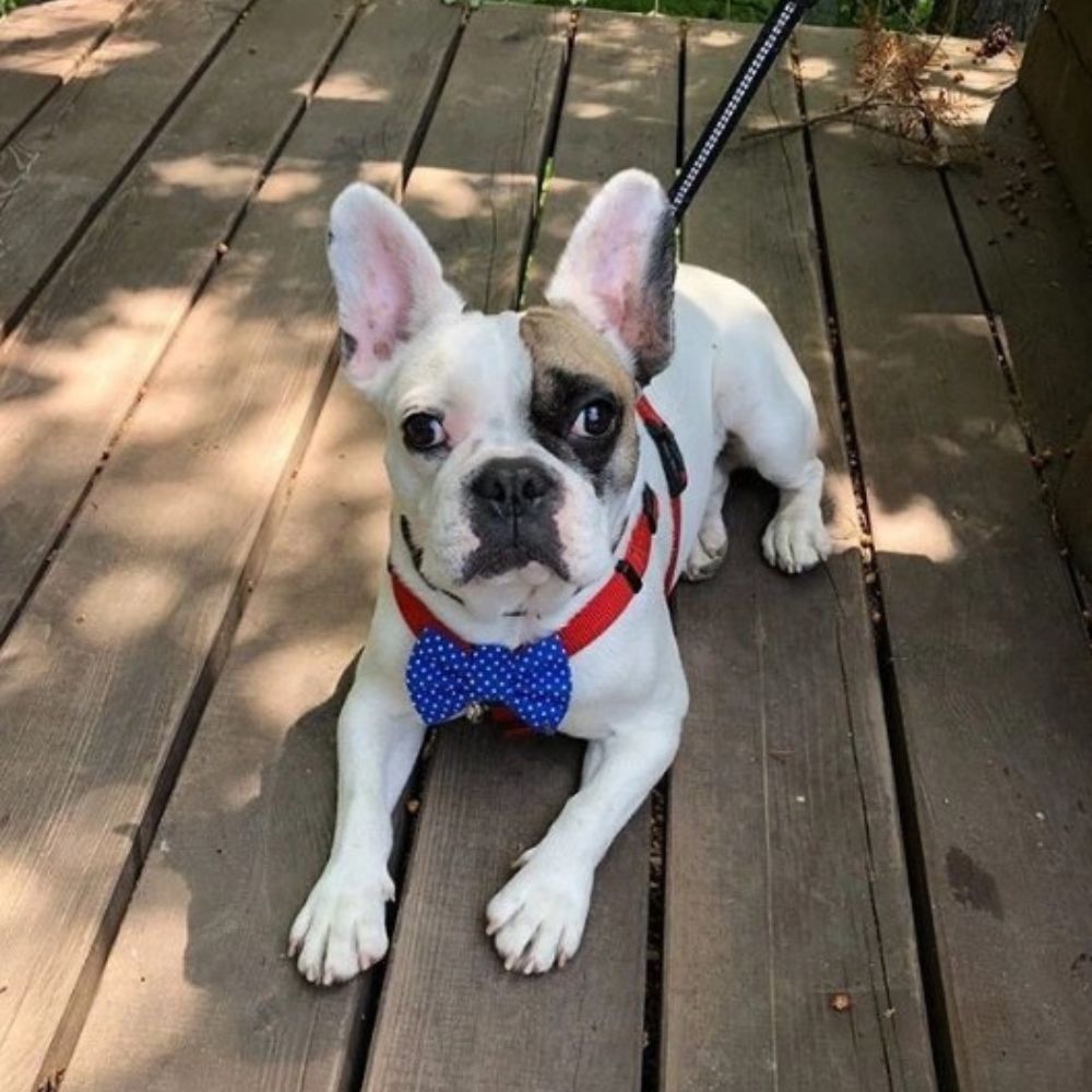 Modrý motýlek s puntíky pro psa