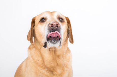 Pozor, co nesmí jíst pes?