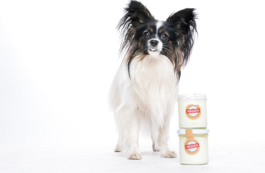 Het oordeel van een dierenarts over yoghurt voor honden