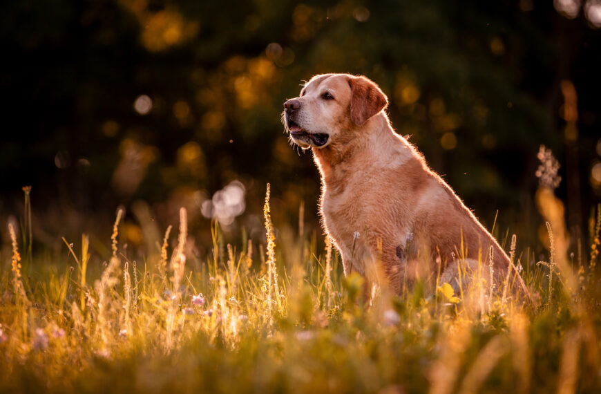 Hoe zorg je voor een oudere hond?