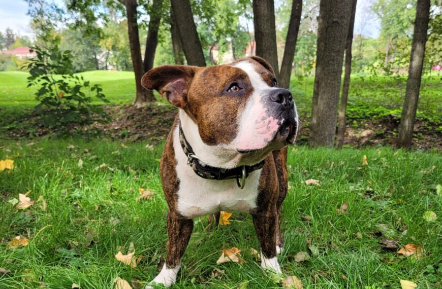 Kompletní průvodce vitamínů pro psy