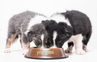 Immuniteit bij puppy's en het immuunvenster