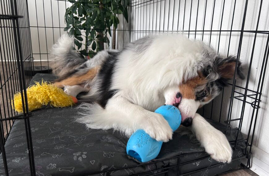 Hoe en waarom moet je een hond trainen om in een bench te zitten?