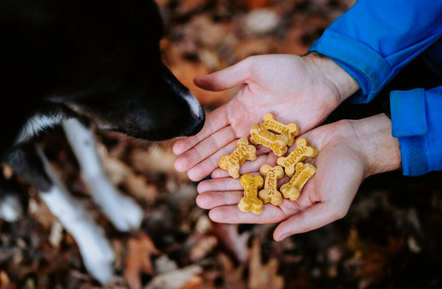 Kerstkoekjes voor honden – recepten en geschikte ingrediënten