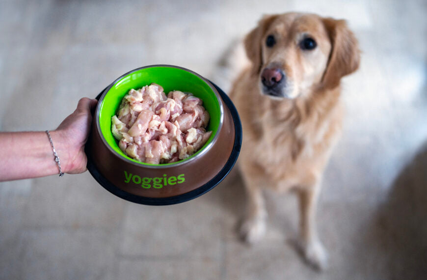 Eiwitten in hondenvoer