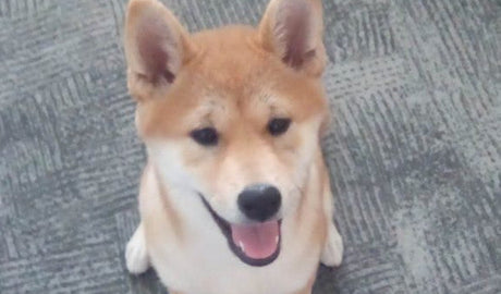 Shiba Inu Miya