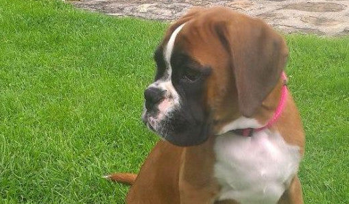 Boxerka Agnes