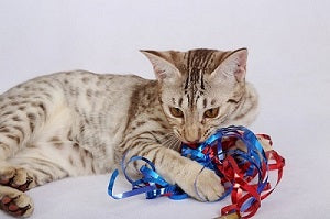 Let op, wat mogen katten niet eten?