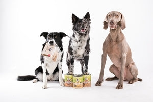 Hoe kiest u kwalitatief hondenvoer op basis van leeftijd, activiteitsniveau en ras?