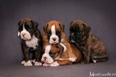 Boxer Atos