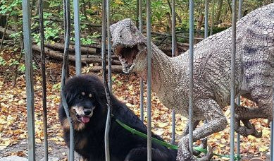 Tibetské dogy Abby a Dor-jeen