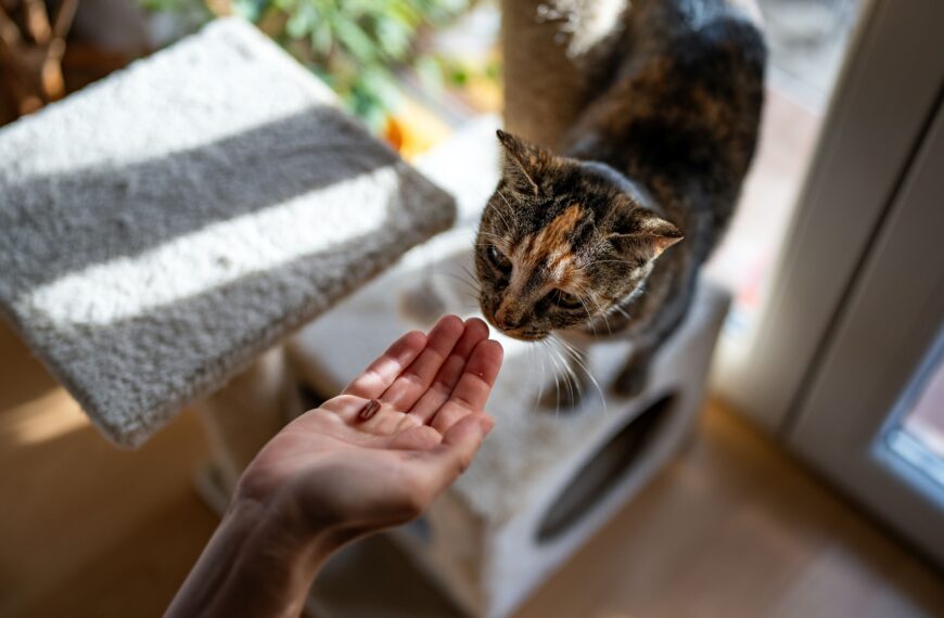 Hoe lang kan een kat alleen thuis blijven zonder water en eten?