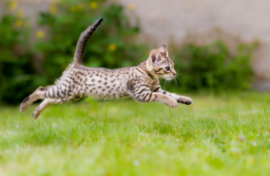 Pestrá potrava aneb jak krmit kočku, aby byla spokojená