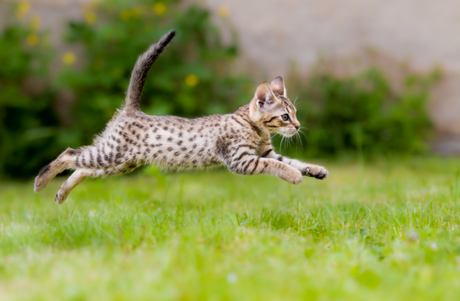 Pestrá potrava aneb jak krmit kočku, aby byla spokojená