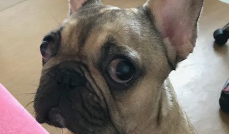 Buldočka Molly