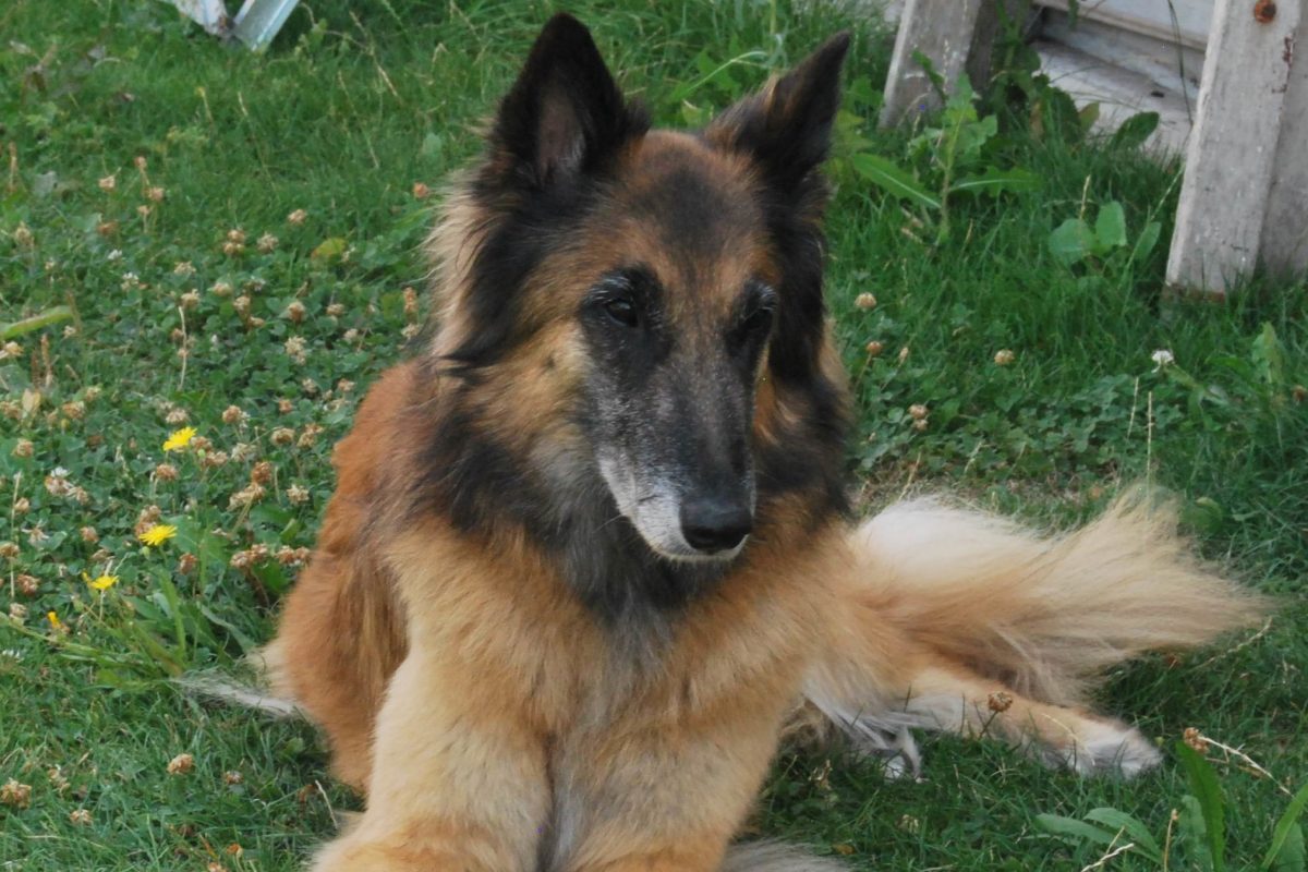 Belgický ovčák Tervueren Alexis