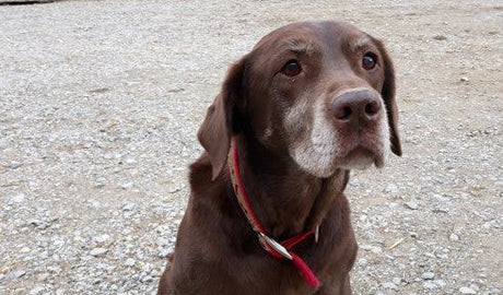 Labradorka Nelinka