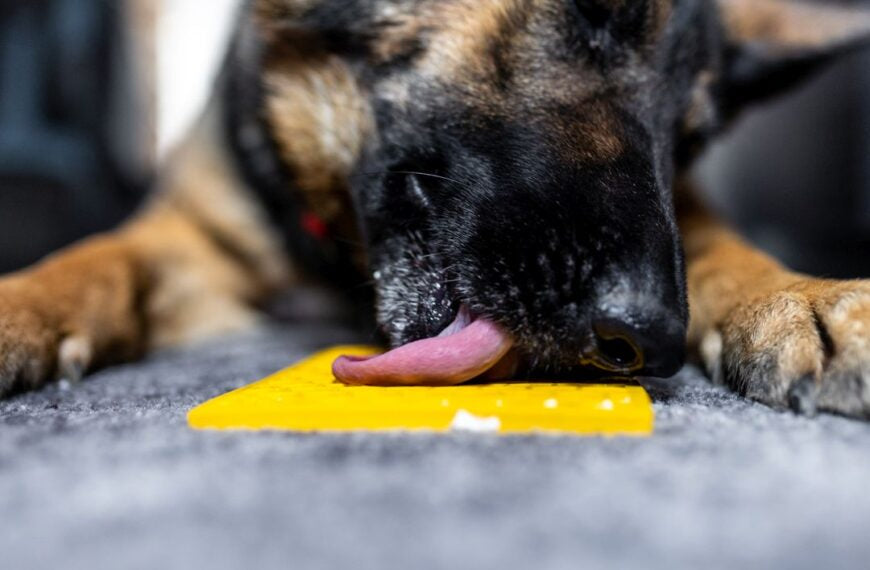 Zoek je een manier om je hond te vermaken? Wij geven je graag wat advies.