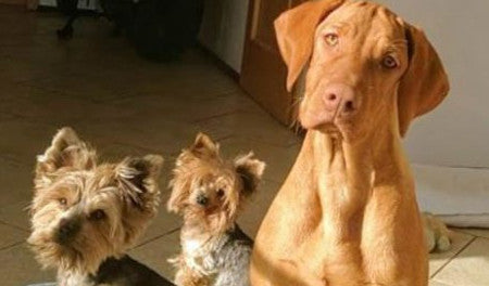 Nelinka, Kuba, Ambra a Grace