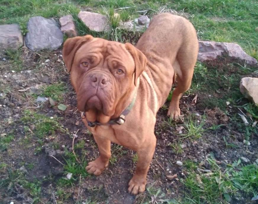 Adoptovaná Borinka