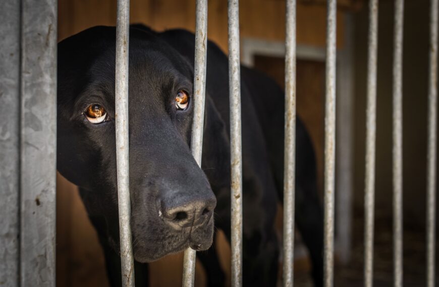 Jak si vybrat psa – podrobný průvodce