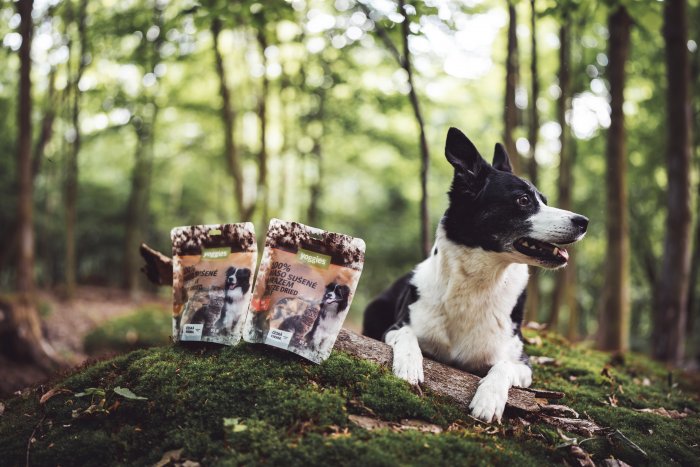 Met de hond in het bos – waar moet je op letten?
