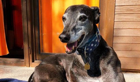 Greyhound Majk