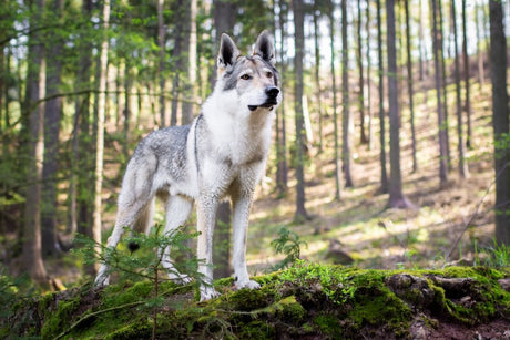 Aujeszkyho choroba: Je maso z divočáka pro psy bezpečné?