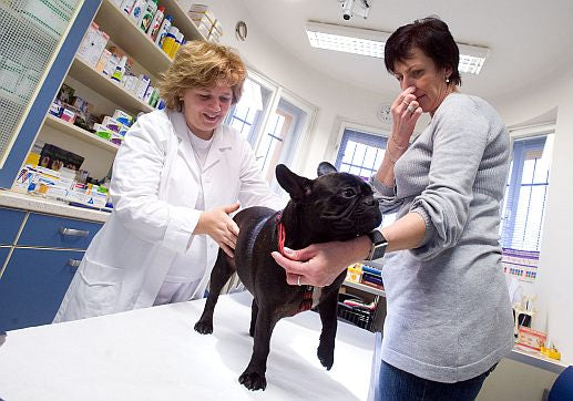 Dierenarts adviseert hoe u uw hond gezond kunt voeden