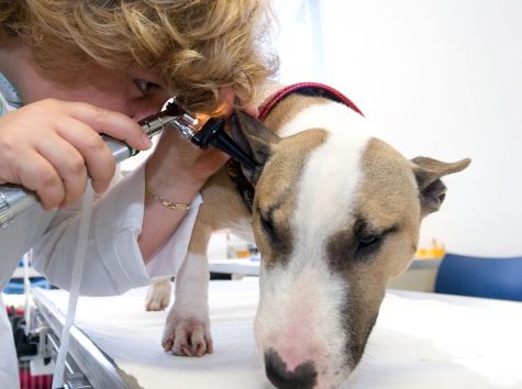 Veterinář radí jak správně krmit psa od štěněte – díl.2