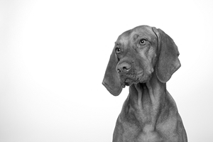 Otravy psů, projevy, příčiny a následky