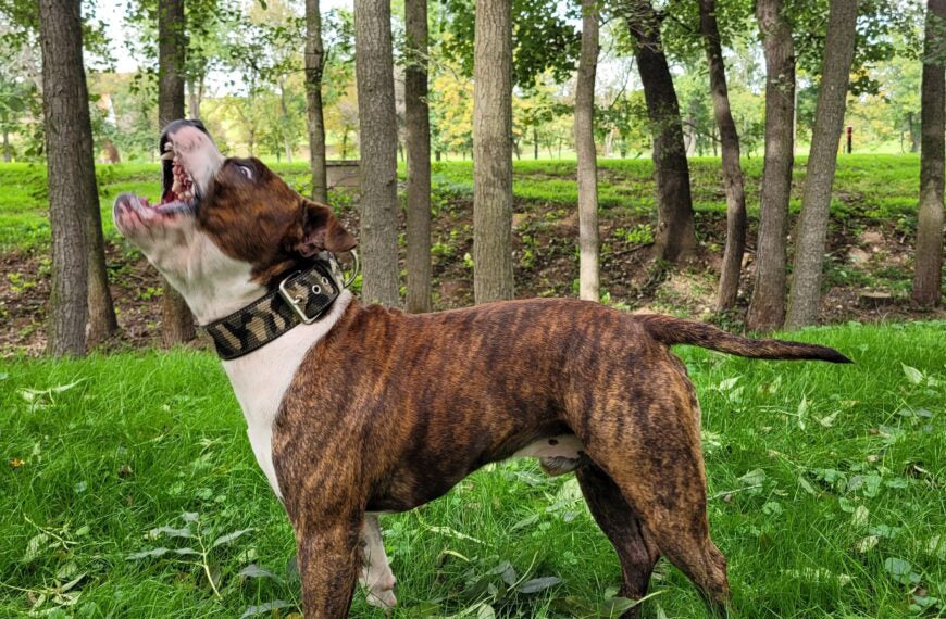 Tips en advies om te voorkomen dat uw hond blaft