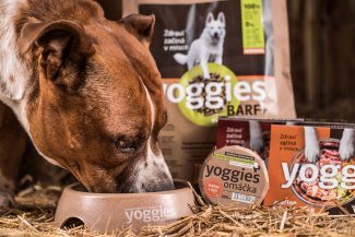 5 tips om het voer van uw hond te diversifiëren