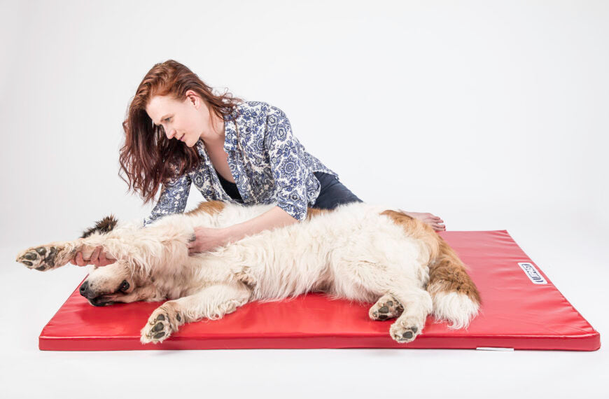 Waarom is fysiotherapie voor honden belangrijk en hoe verloopt een consult?