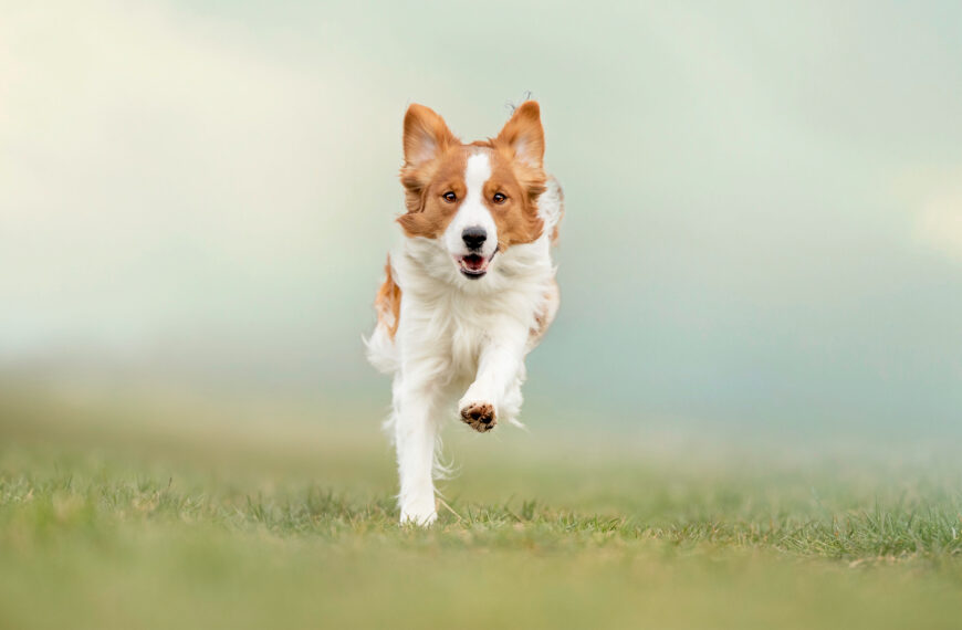 Gewrichtsvoeding voor honden - wanneer te beginnen