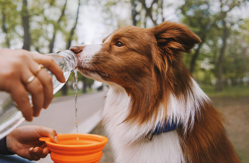 Reizen met een hond: alles wat u moet weten