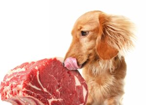 Wat moet u weten voordat u uw hond BARF gaat voeren?