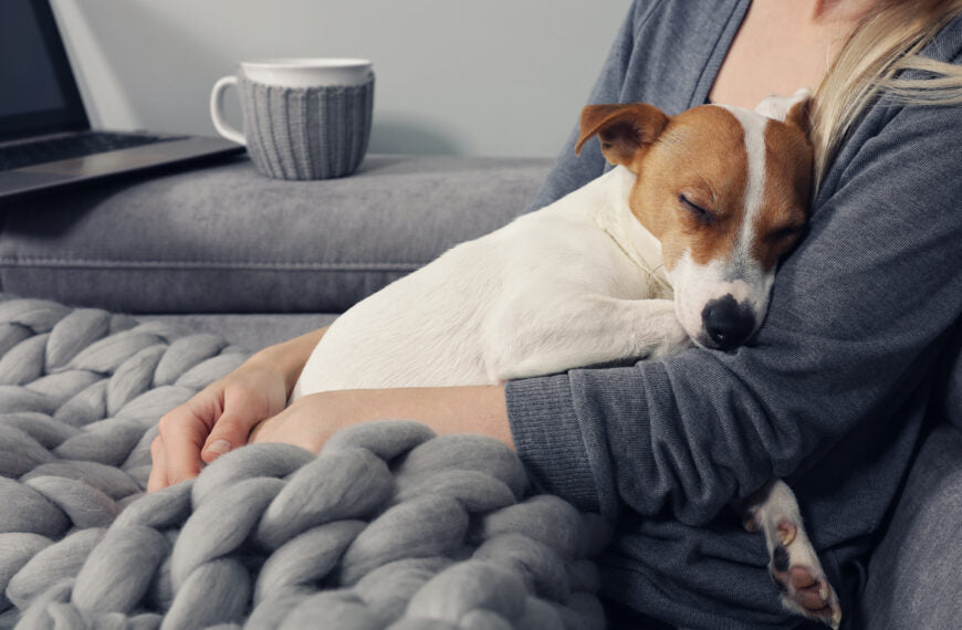 Temperatuur bij een hond - hoe herken je een verhoogde temperatuur bij een hond?