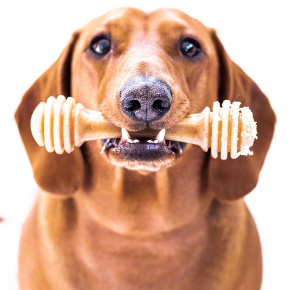 SodaPup Honey bone, odolná nylonová žvýkací hračka M