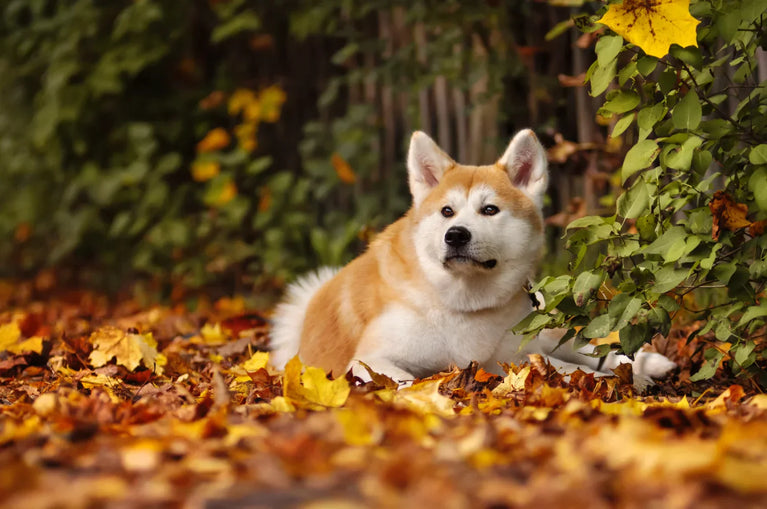 Akita Inu