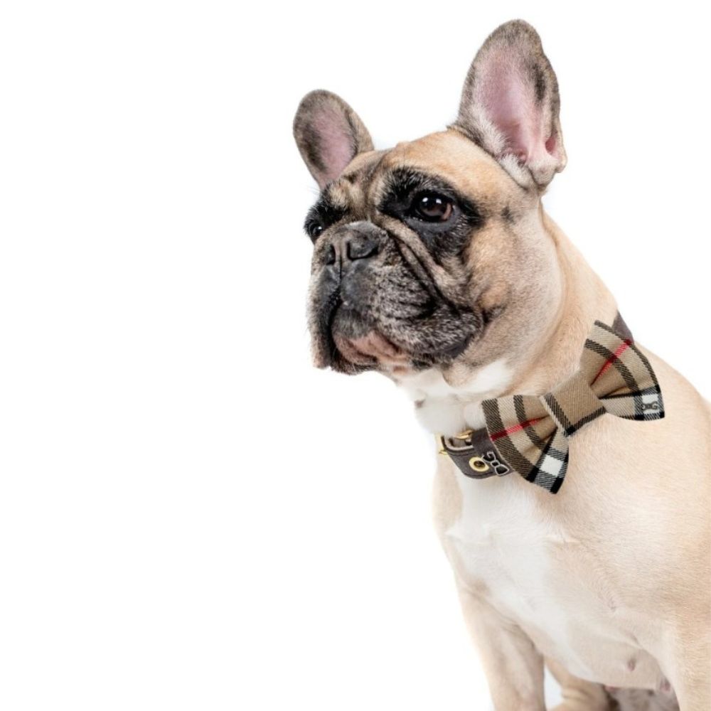 Burberry motýlek pro psa
