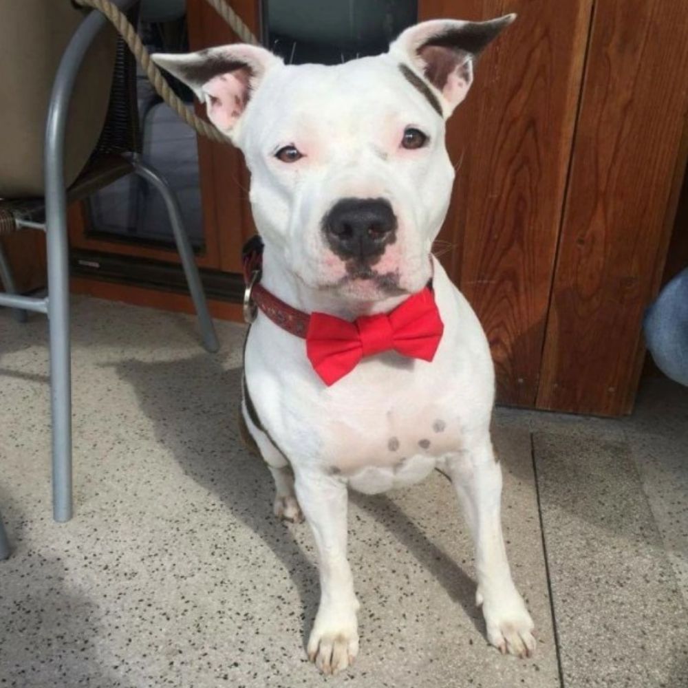 Červený motýlek pro psa